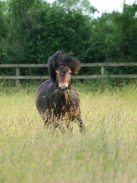 Ein Seltenes Exmoor Pony Galoppiert Durch Eine Koppel Aus Langem — Stockfoto