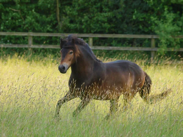 Ein Seltenes Exmoor Pony Galoppiert Durch Eine Koppel Aus Langem — Stockfoto