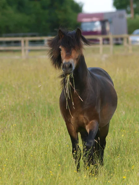 Raro Crianza Exmoor Pony Canters Través Paddock Largo Verano Hierba — Foto de Stock