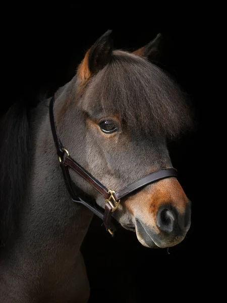 Head Shot Bay Miniature Horse Black Background — Stock Photo, Image