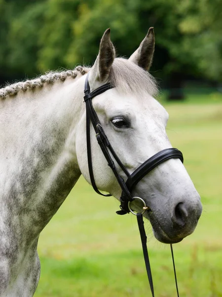 Tiro Cabeça Cavalo Cinza Maçã Freio Snaffle — Fotografia de Stock