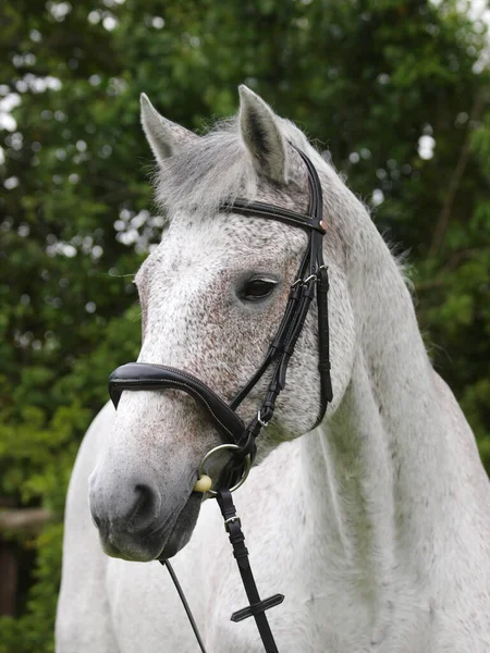 Výstřel Hlavy Dapple Grey Horse Snaffle Bridle — Stock fotografie