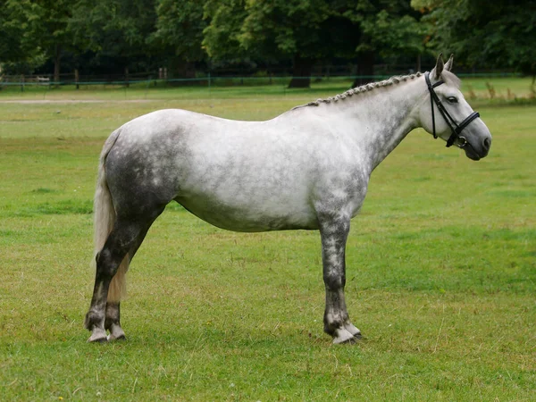 ハンサムな灰色の馬がはためきのブリドルで馬をメッキ — ストック写真