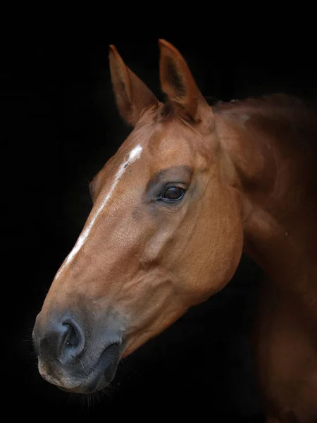 Coup Tête Beau Cheval Châtain Sur Fond Noir — Photo