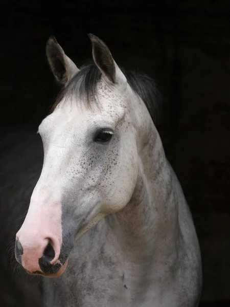 黒を背景に美しい灰色の馬の頭のショット — ストック写真
