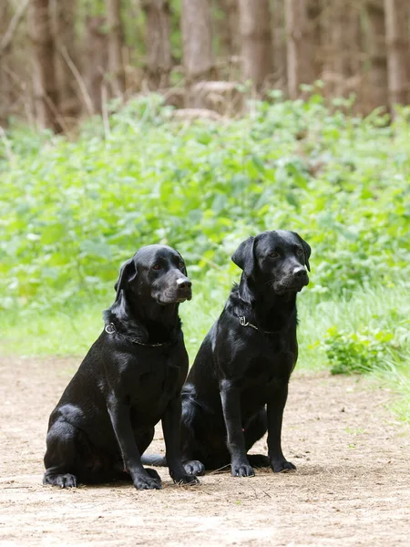 Two Black Labradors Sits Forest — Stock Photo, Image