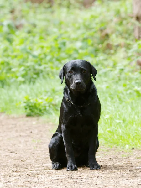 Ein Schwarzer Labrador Sitzt Wald — Stockfoto