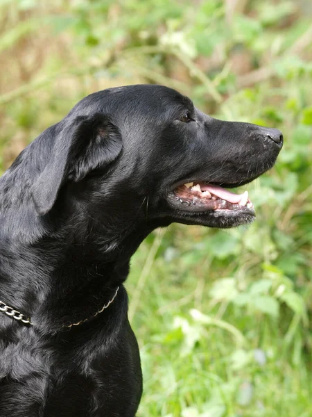 一只黑色的拉布拉多犬坐在森林里 — 图库照片