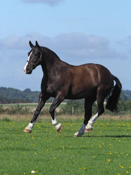 Une Jolie Épi Noire Joue Dans Paddock — Photo