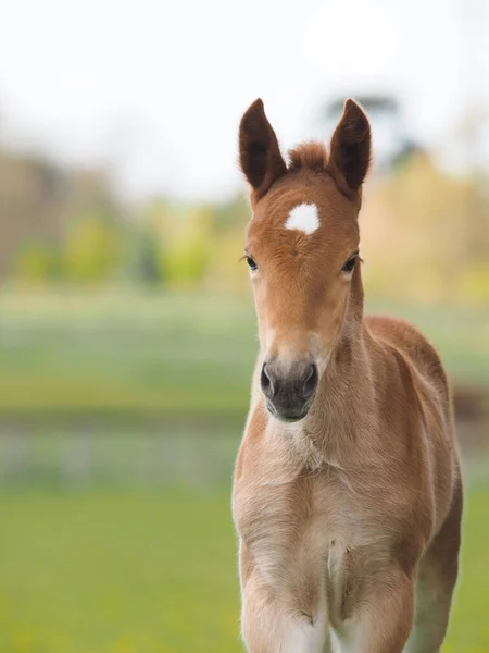 Coup Tête Poulain Suffolk Punch Race Rare — Photo