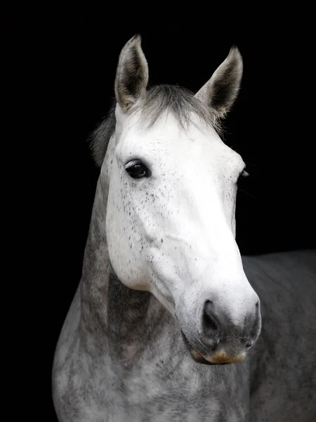 Een Headshot Van Een Dapple Grijs Paard Tegen Een Zwarte — Stockfoto