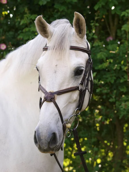 Tiro Cabeça Cavalo Cinzento Num Freio Cascalho — Fotografia de Stock