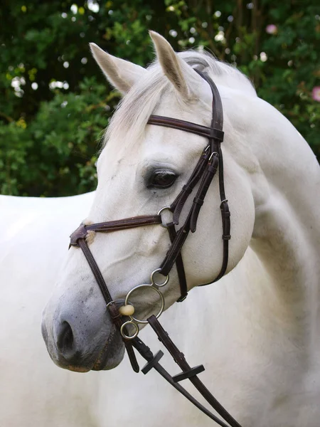 グレークブリドルにグレーの馬の頭突き — ストック写真