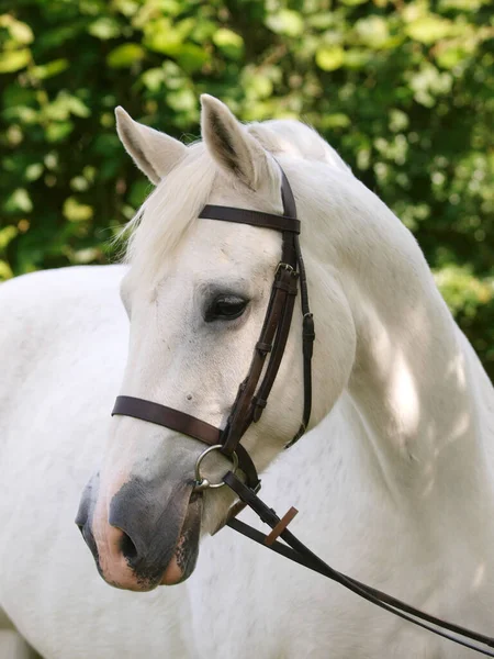 Headshot Grey Horse Snaffle Bridle — Stock Photo, Image