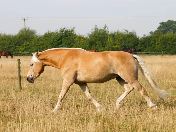 夏のパドックを通って美しい馬のトロット — ストック写真