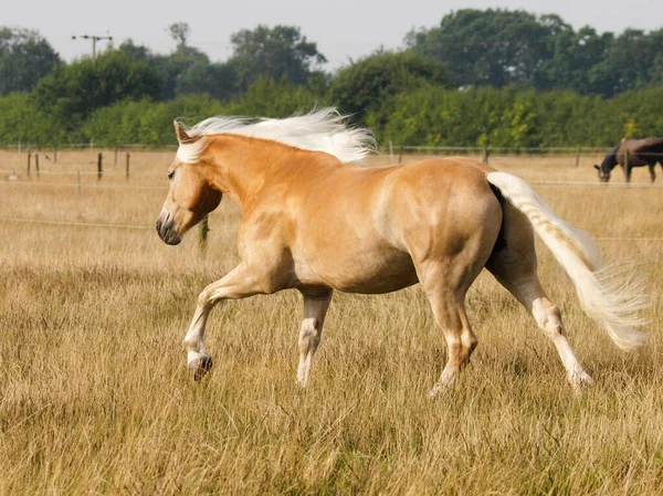 夏のパドックを通して美しい馬のキャンター — ストック写真