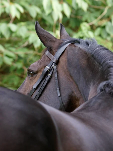 Nahaufnahme Eines Braunen Pferdes Zaumzeug — Stockfoto