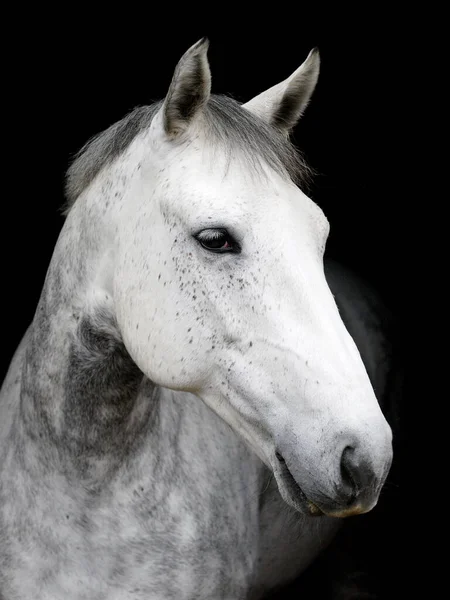 Een Headshot Van Een Dapple Grijs Paard Tegen Een Zwarte — Stockfoto