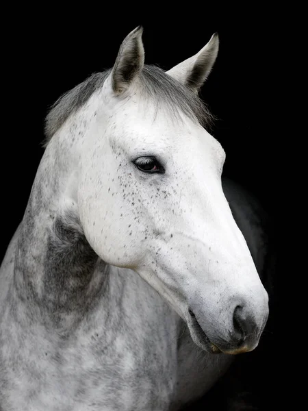 Headshot Cheval Gris Pomme Sur Fond Noir — Photo