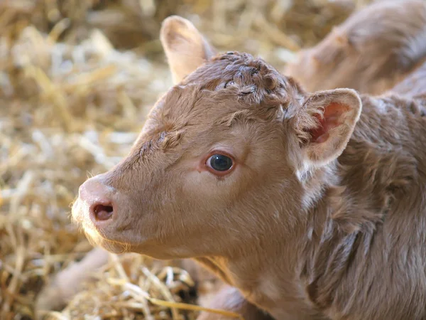 Headshot New Born Calf Barn — Stock Photo, Image