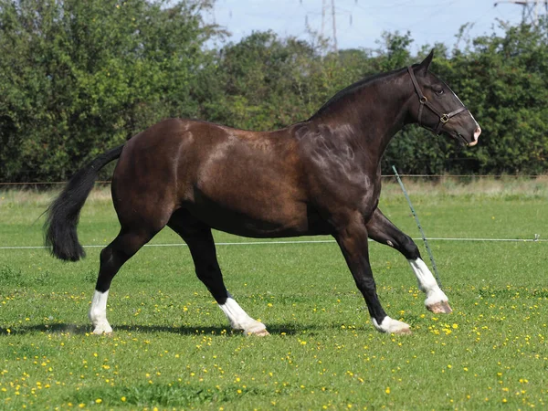 Belo Show Preto Cob Canters Através Uma Paddock — Fotografia de Stock