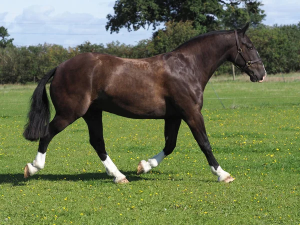 Beautiful Black Show Cob Trots Paddock — Stock Photo, Image