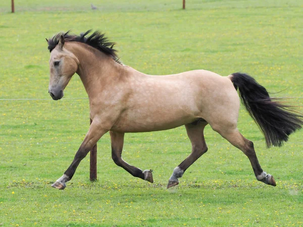 A pretty Dun horse plays at liberty in a paddock.