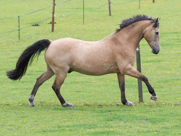 A pretty Dun horse plays at liberty in a paddock.