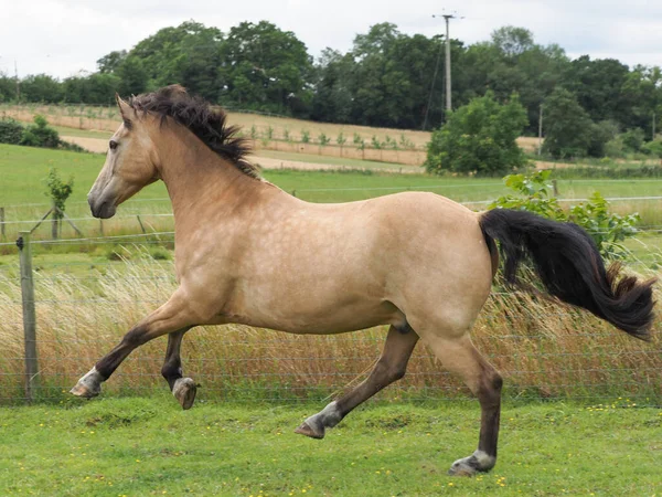 A pretty Dun horse plays at liberty in a paddock.