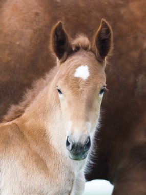 Nadir bir cins Suffolk Punch tayının vesikalığı..