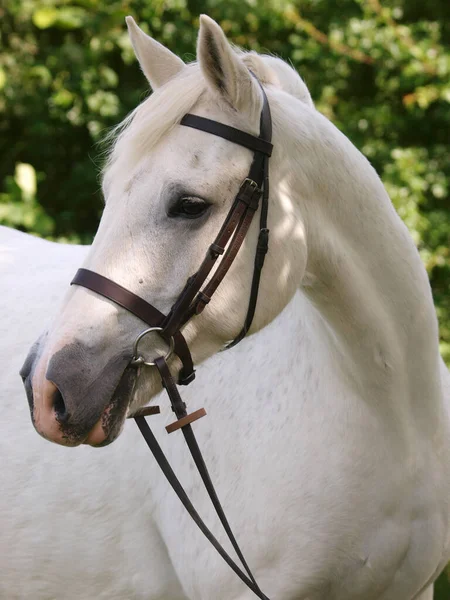 Coup Tête Cheval Gris Dans Une Bride Serpent — Photo