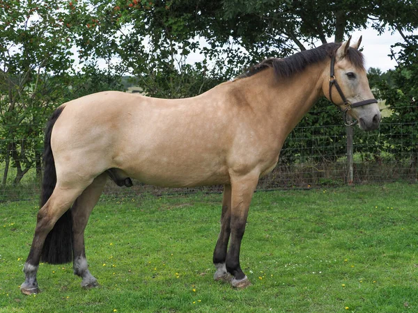 Belo Cavalo Dun Levantou Mostrando Sua Conformação — Fotografia de Stock