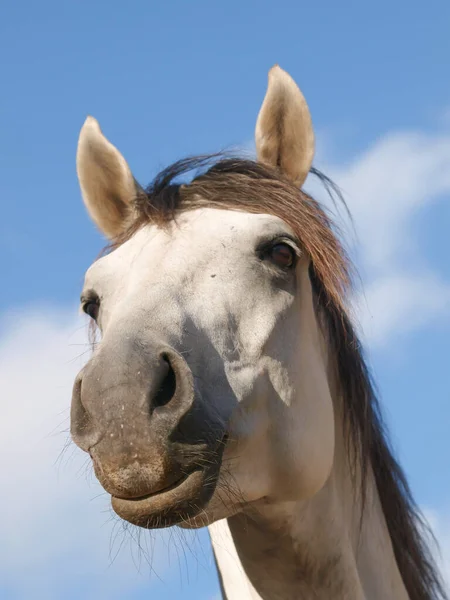 Headshot Grey Horse Big Blue Sky — Stock Photo, Image