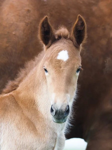 Disparo Cabeza Una Raza Rara Suffolk Punch Potro Fotos De Stock