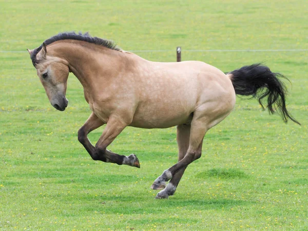 A pretty Dun horse plays at liberty in a paddock.