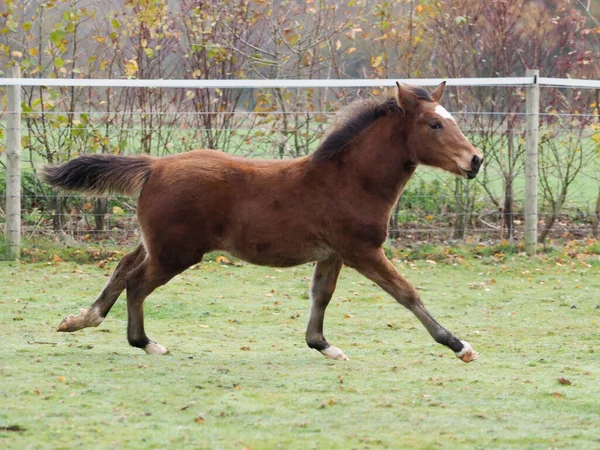 Een Mooi Veulen Galoppeert Door Een Paddock — Stockfoto