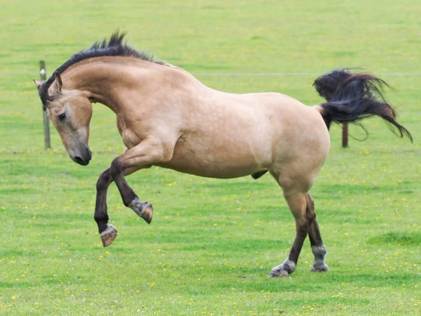 A pretty Dun horse plays at liberty in a paddock.