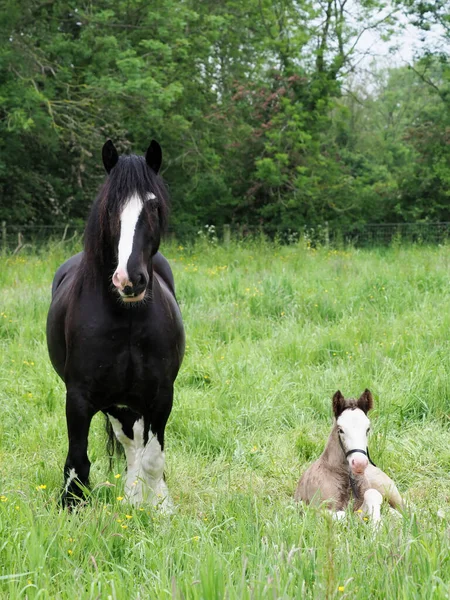 夏のパドックで黒い子馬と彼女の可愛い子馬 — ストック写真