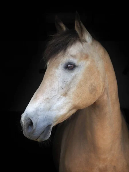 Une Photo Tête Joli Cheval Dun Sur Fond Noir — Photo