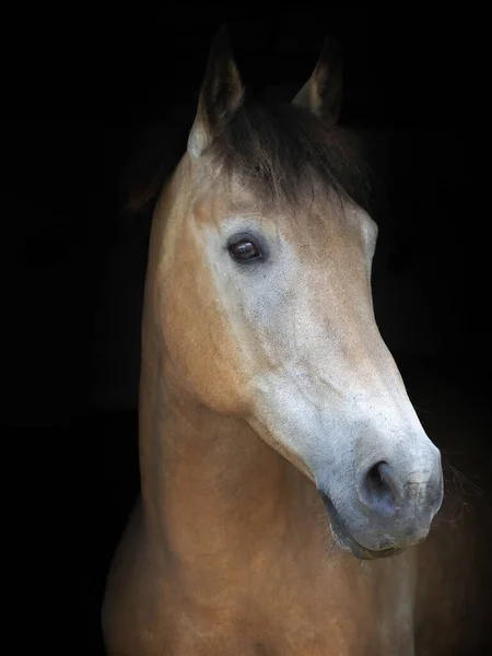 Ett Huvud Skott Vacker Dun Häst Mot Svart Bakgrund — Stockfoto