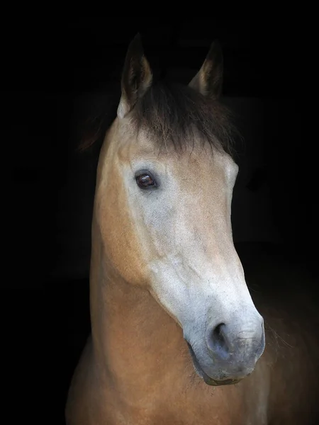 Une Photo Tête Joli Cheval Dun Sur Fond Noir — Photo