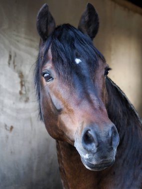 Muhteşem bir Galli aygırının vesikalığı..