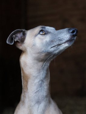 Siyah bir arka planda güzel bir Whippet 'in vesikalığı..