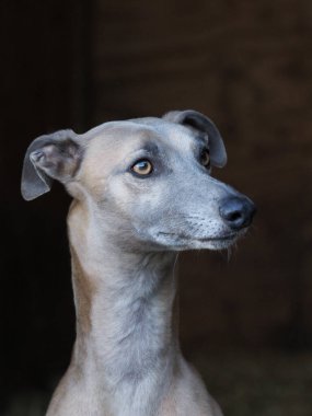 Siyah bir arka planda güzel bir Whippet 'in vesikalığı..