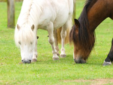 Kısa yaz çimlerinde birbirine yakın otlayan iki atın yakın çekimi..