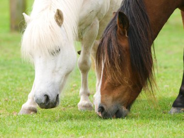 Kısa yaz çimlerinde birbirine yakın otlayan iki atın yakın çekimi..