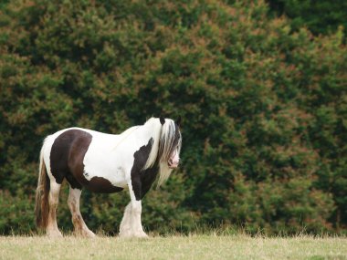 Güzel siyah beyaz bir midilli bir çayırda tek başına duruyor..