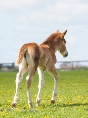 Nadir bir tür Suffolk Çayırda bir tay..