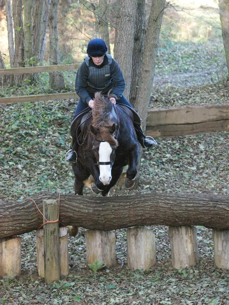 A rider schooling her Welsh Cob horse over a cross country fence.