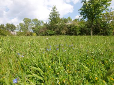 Vahşi çiçeklerle vahşi bir şekilde büyüyen ortak bir bahçe..
